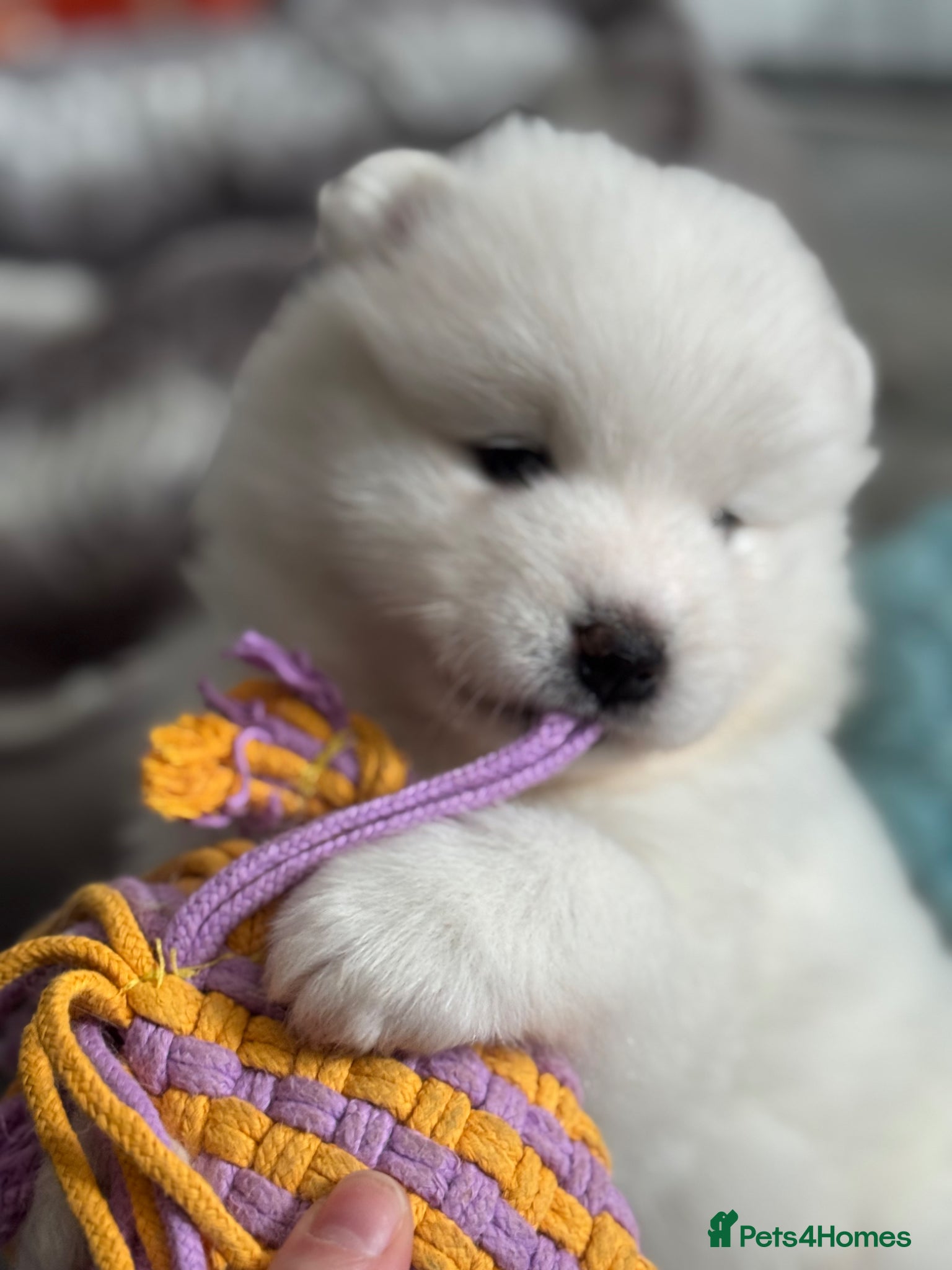 Samoyed dogs for sale: Stunning KC Samoyed babies  - Advert 3