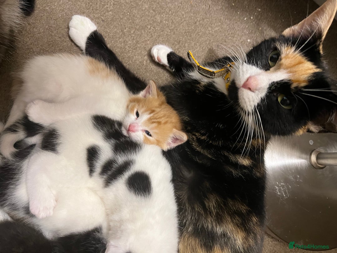 Mixed Breed cats for sale: A Surprise Litter. Dot’s first and last!  - Advert 15