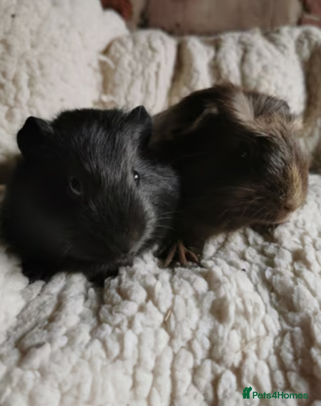 Guinea Pig rodents for sale: 2 male guinea pigs  - Advert 2