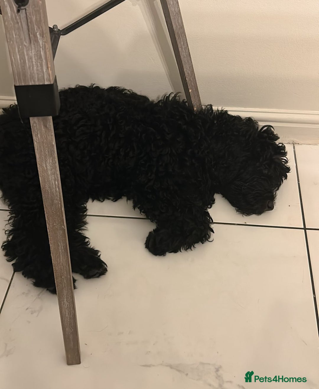Mixed Breed dogs for sale: Beautiful labradoodle cross bernadoodle - Image 4
