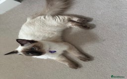 Ragdoll cats for sale: Purrfect Match? Meet Isabella the Ragdoll Queen - Image 2