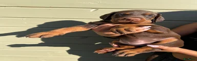 Dobermann 2
