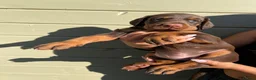 Dobermann dogs for sale: Imported Bloodline European Doberman Pups - Advert 4