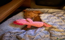 Staffordshire Bull Terrier dogs for sale: Staffordshire bull terrier for sale  - Image 3