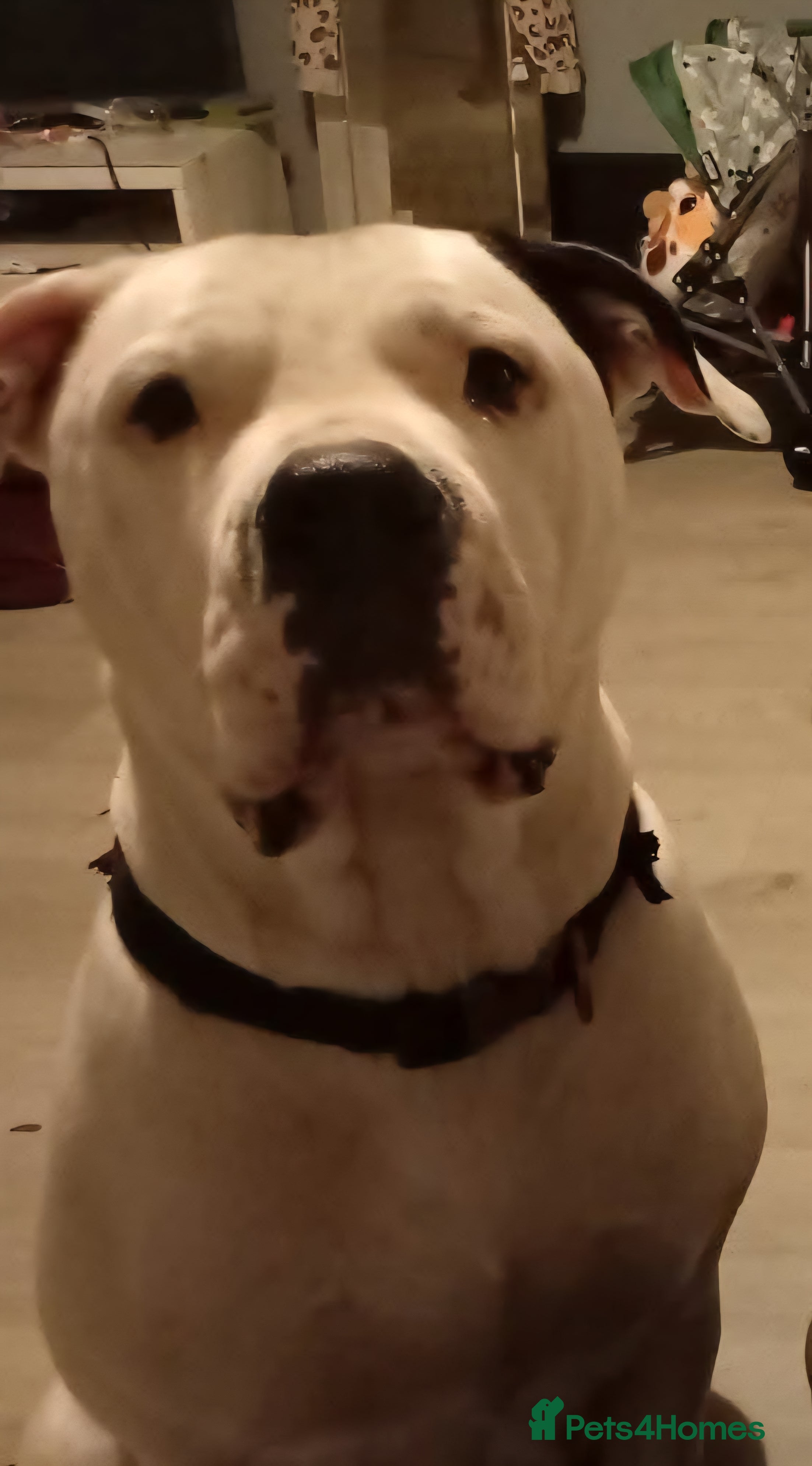 Mixed Breed dogs Brucey - Advert 1