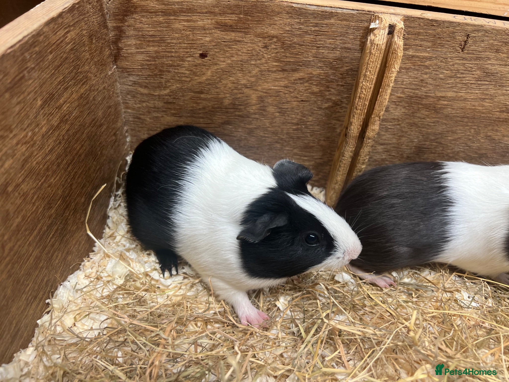 Guinea Pig rodents Young Male / boar guinea pigs  - Advert 2