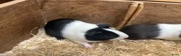 Guinea Pig rodents for sale: Young Male / boar guinea pigs  - Advert 2