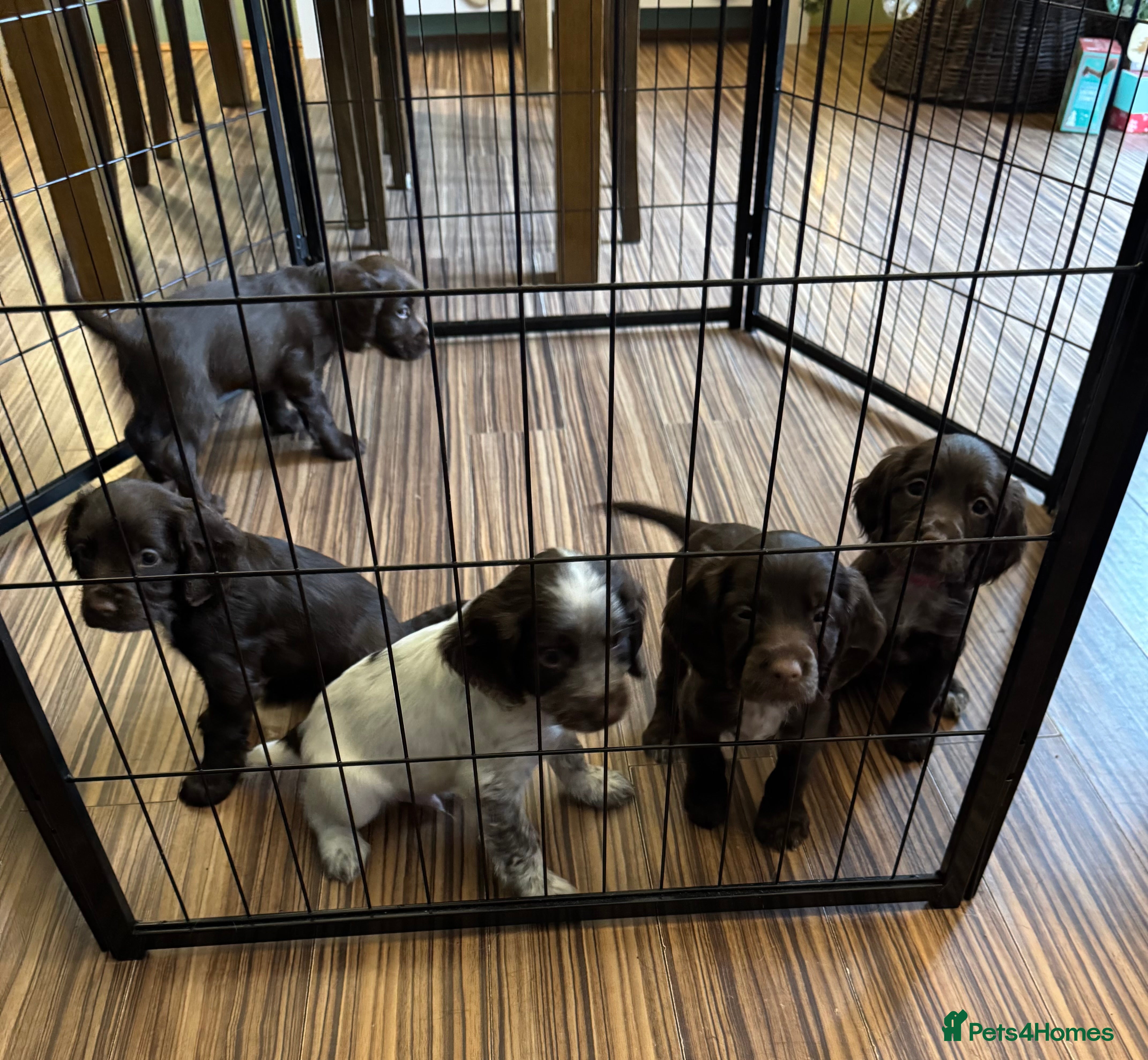 Cocker Spaniel dogs Last couple of Cocker Spaniel puppies available - Advert 2