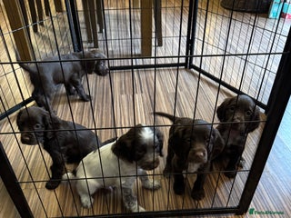 Cocker Spaniel dogs Last couple of Cocker Spaniel puppies available - Advert 2