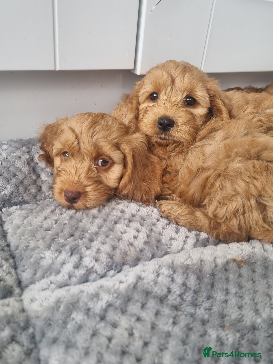 Cockapoo dogs for sale: Red and apricot F1 Cockapoo puppies  - Image 16