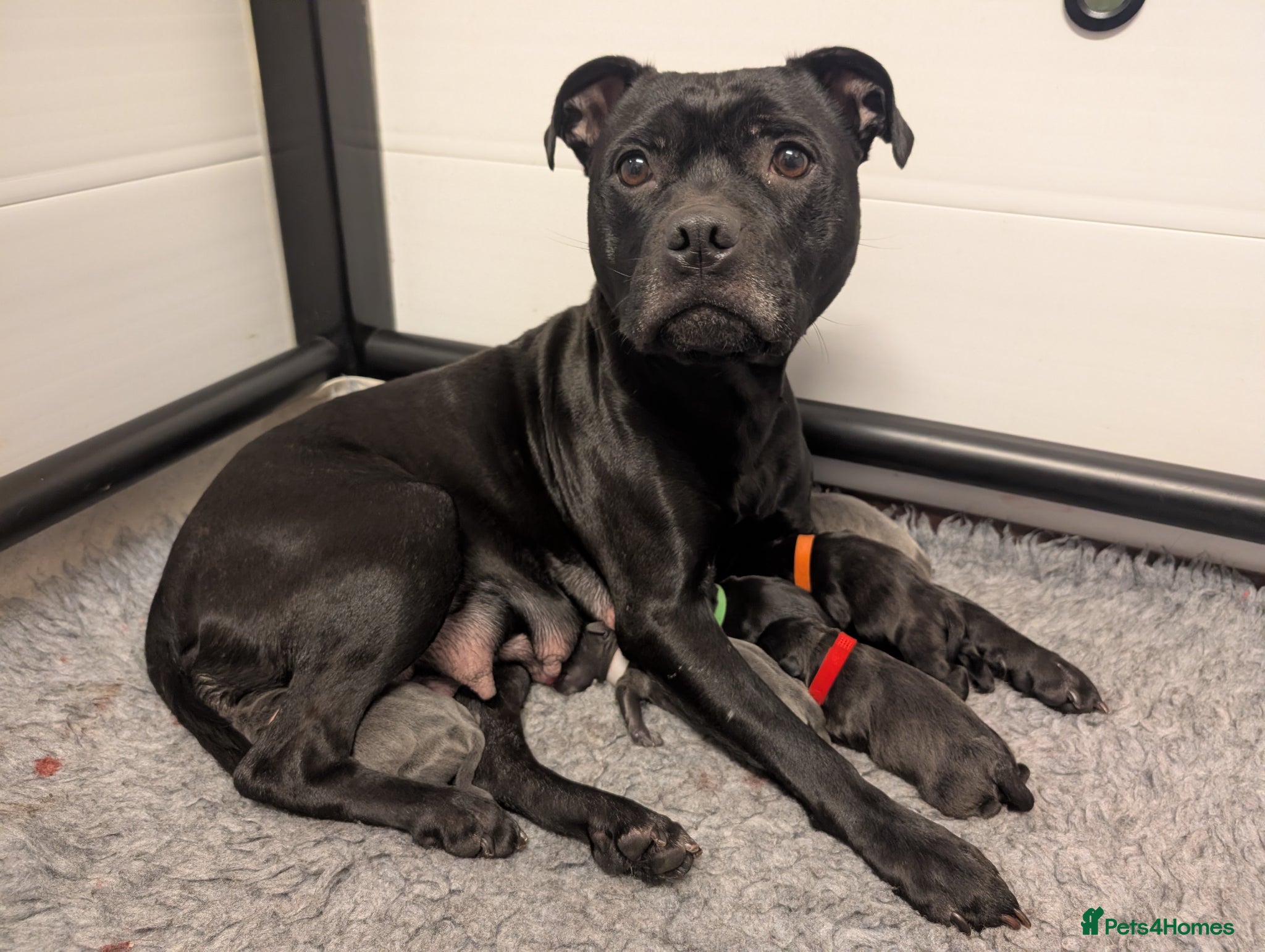 Staffordshire Bull Terrier dogs King Fury KCreg excellent pedigree blue/black pups - Advert 2