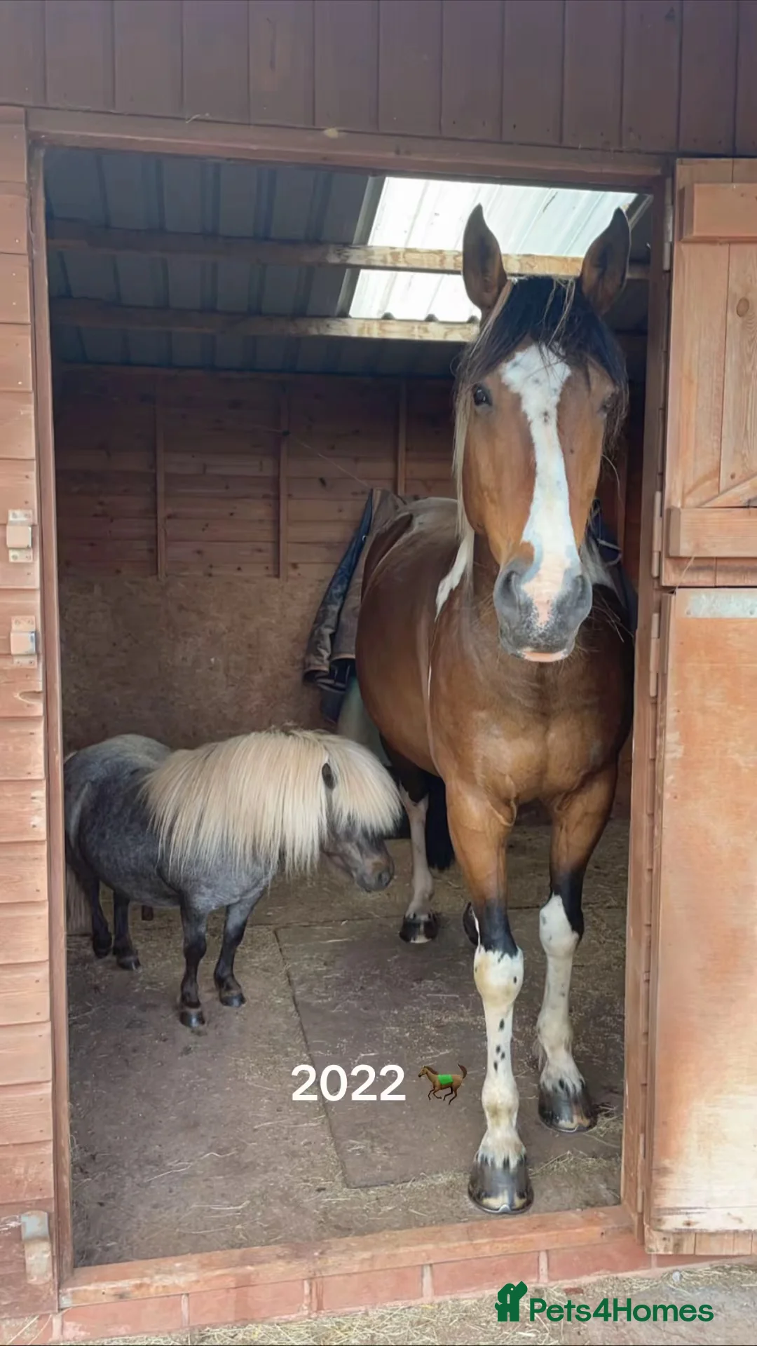 British Warmblood horses for sale: SAD SALE - 2 Companions  - Advert 1