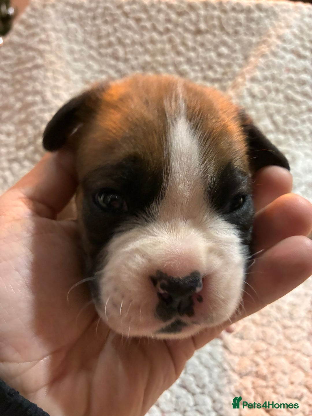Boxer dogs for sale: Kc ref boxers bobtail pups available  - Advert 4