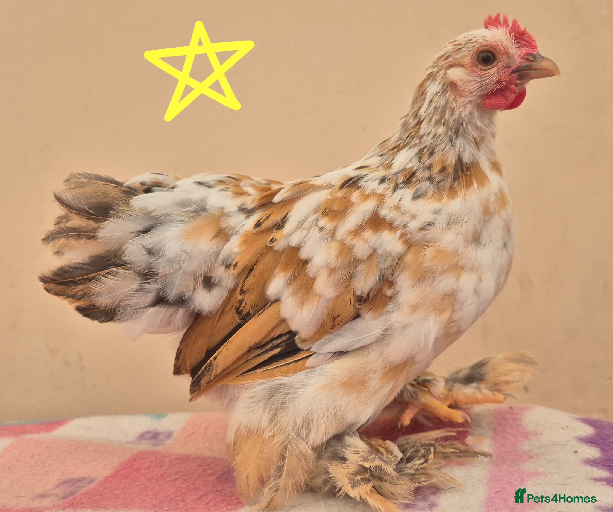 Chickens poultry Millifleur pekin bantam cockerils  - Advert 14