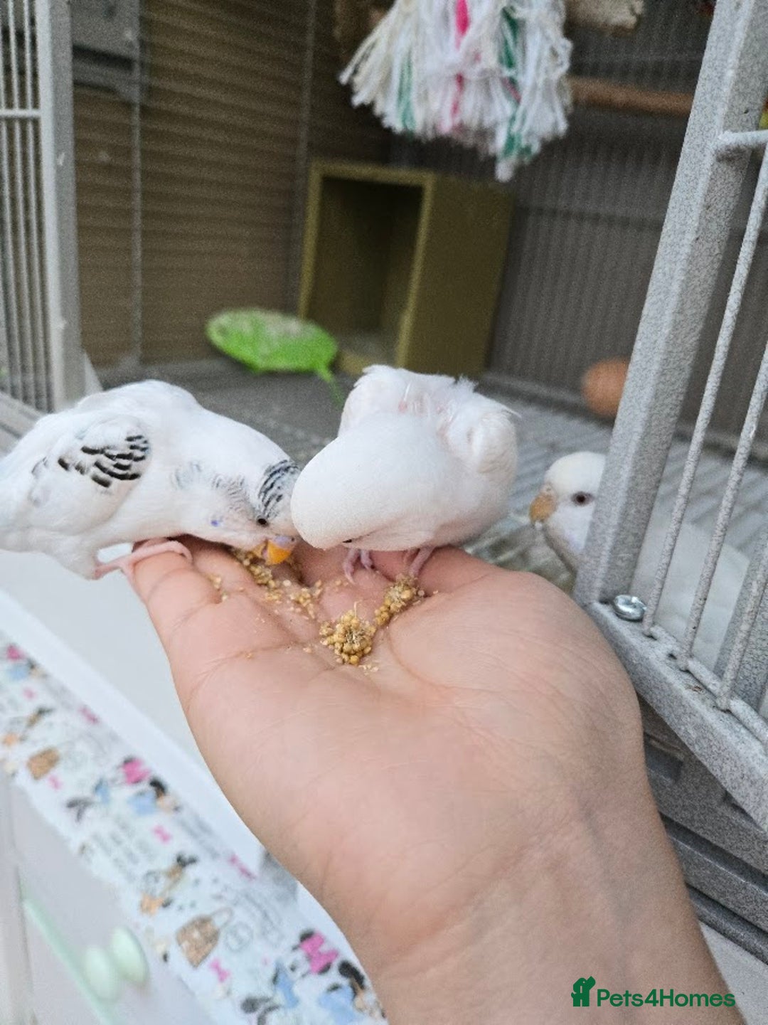 Budgerigars birds for sale: Semi Tame White Budgie 3 Months Old - Image 3