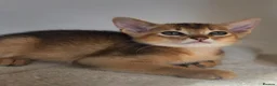 Abyssinian cats for sale: 🔥 TICA Registered Abyssinian Kittens - Advert 17