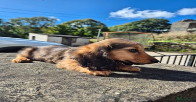 Miniature Dachshund dogs - Advert 4