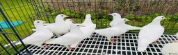 Pigeons birds for sale: White racing Pigeons for sale.Delbar bloodline. - Advert 5