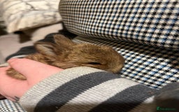 Netherland Dwarf rabbits for sale:  Netherland Dwarf / Minilop - Image 7