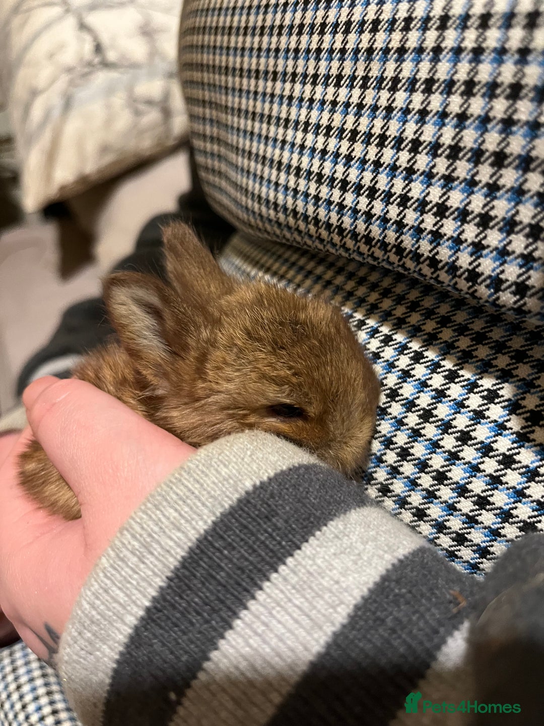 Netherland Dwarf rabbits for sale:  Netherland Dwarf / Minilop - Image 7