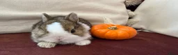Netherland Dwarf rabbits for sale: Gorgeous Netherland Dwarf bunnies in Carlisle - Advert 5