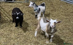 Other Breed horses for sale: 2 Bonded Gelding Donkeys - Image 6
