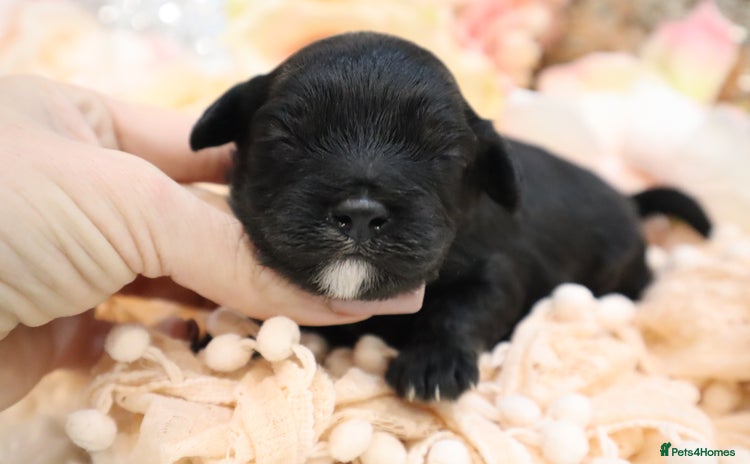 Cavapoo dogs - Advert 4