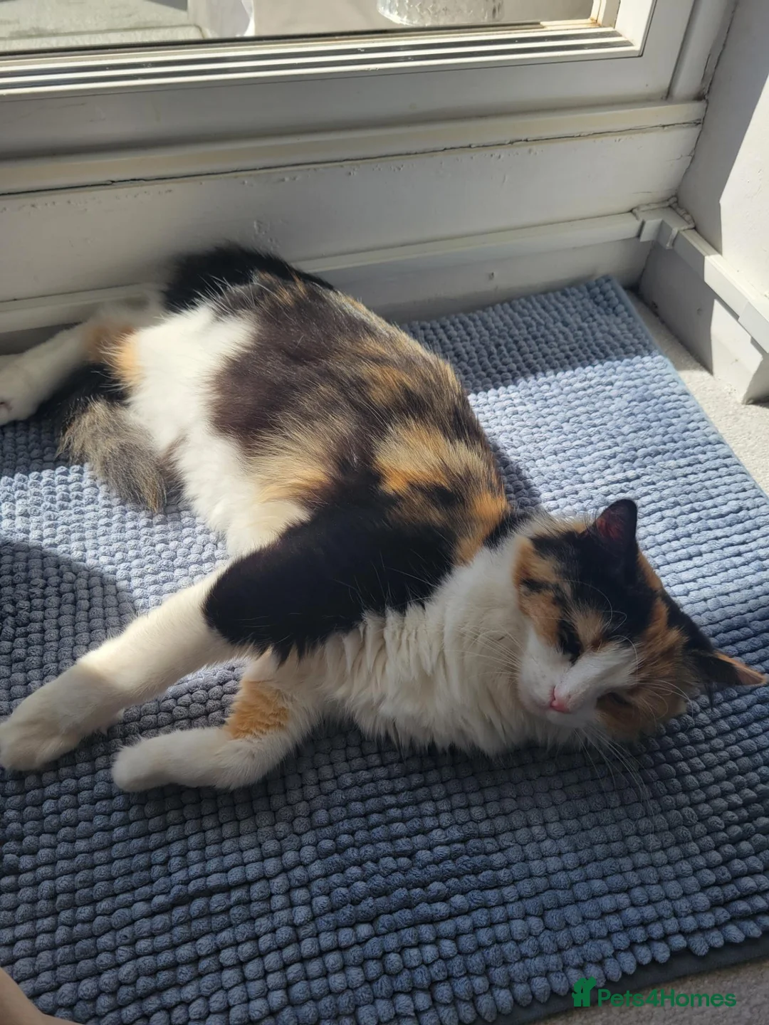 Mixed Breed cats for sale: Beautiful kittens - Advert 1