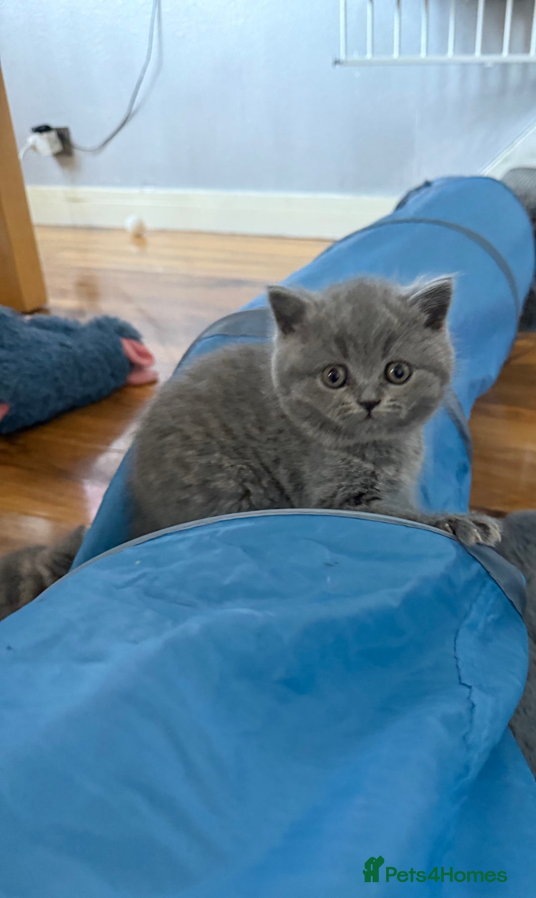 Scottish Fold cats for sale: Scottish fold kittens  - Advert 16