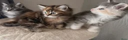 Maine Coon cats for sale: Mainecoons x ragdoll kitten - Advert 11