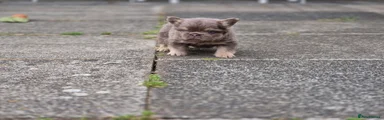 French Bulldog 2