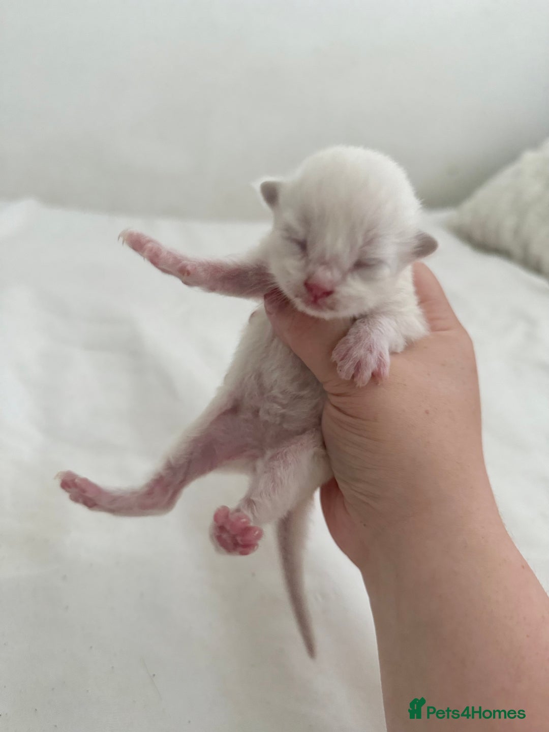 Ragdoll cats for sale: BLUE POINT RAGDOLL KITTENS! - Image 8