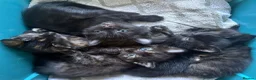 Mixed Breed cats for sale: 5 Mixed Coloured Kittens Available! - Advert 3
