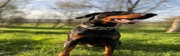 Dobermann dogs for sale: Judge - Advert 2