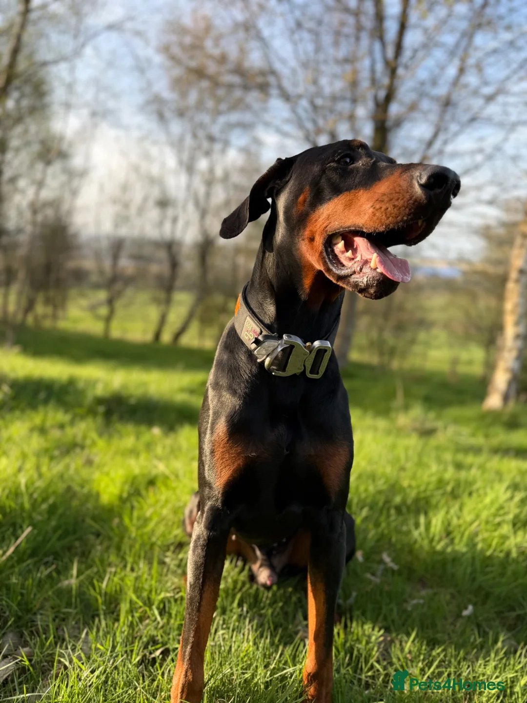Dobermann dogs for sale: Judge - Advert 2