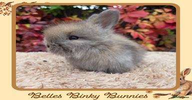Angora rabbits - Advert 6
