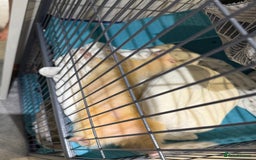 Ferret rodents for sale: 2 Male Ferrets with Full cage set up   - Image 7