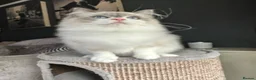 Ragdoll cats for sale: STUNNING BLUE BI COLOUR FEMALE AVAILABLE  - Advert 8