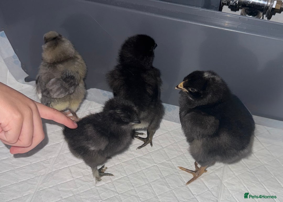 Chickens poultry for sale: Mixed baby chicks  - Image 1
