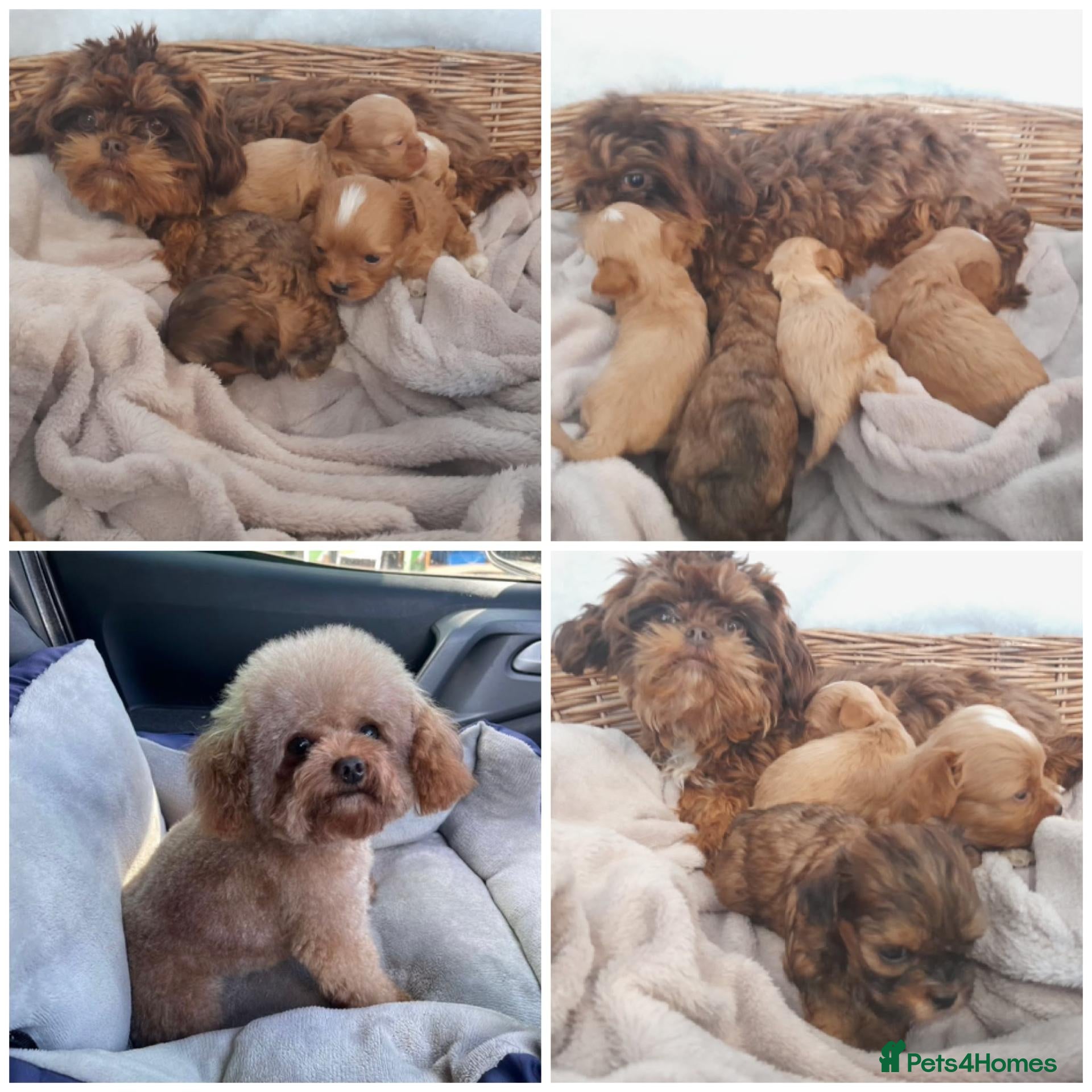 Maltipoo dogs Extensively dna clear maltipoo XS - Advert 1