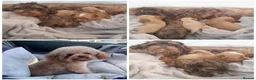 Maltipoo dogs for sale: Extensively dna clear maltipoo  **  in Hayes - Advert 1