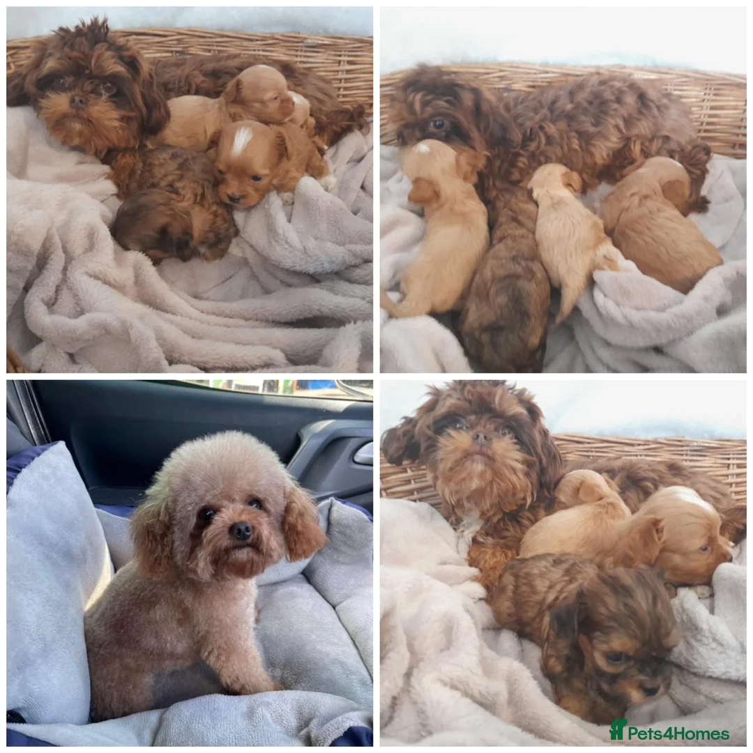 Maltipoo dogs for sale: Extensively dna clear maltipoo  **  in Hayes - Advert 1