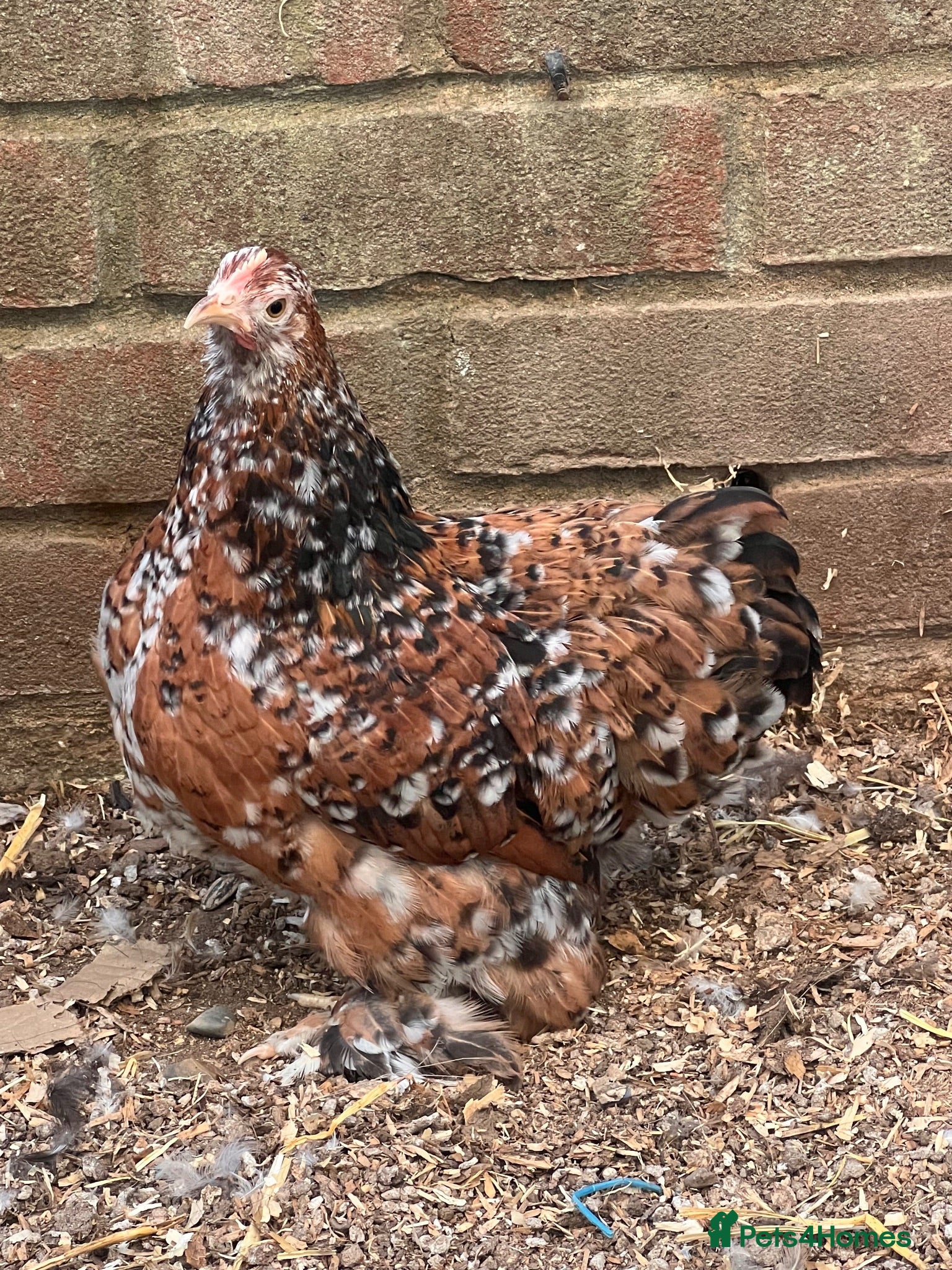 Chickens poultry Pekin bantams  - Advert 1
