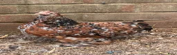 Chickens poultry for sale: Pekin bantams  - Advert 1