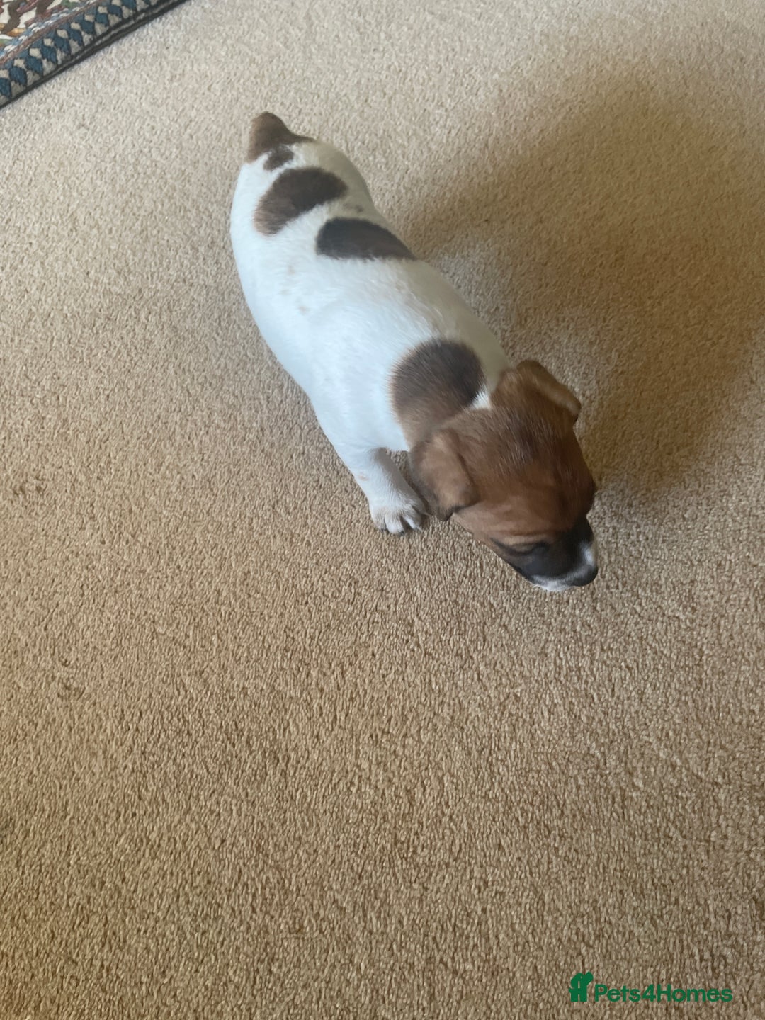 Jack Russell dogs for sale: Jack Russell puppies for sale - Advert 15