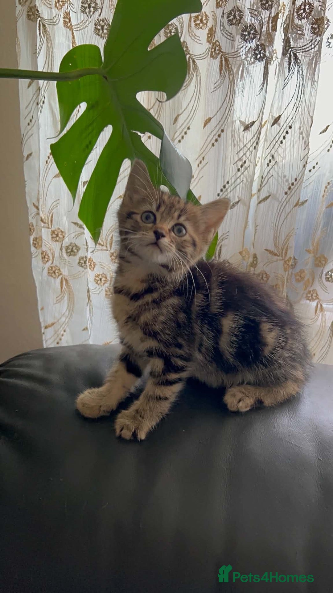 Mixed Breed cats Mixed breed kittens  - Advert 9