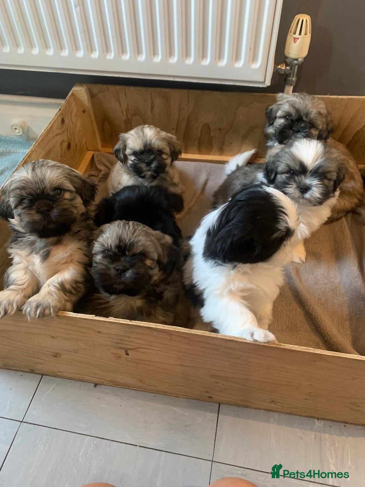 Shih Tzu dogs Shih tzu puppies  - Advert 1