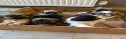 Shih Tzu dogs for sale: Shih tzu puppies  in Sutton-in-Ashfield - Advert 1