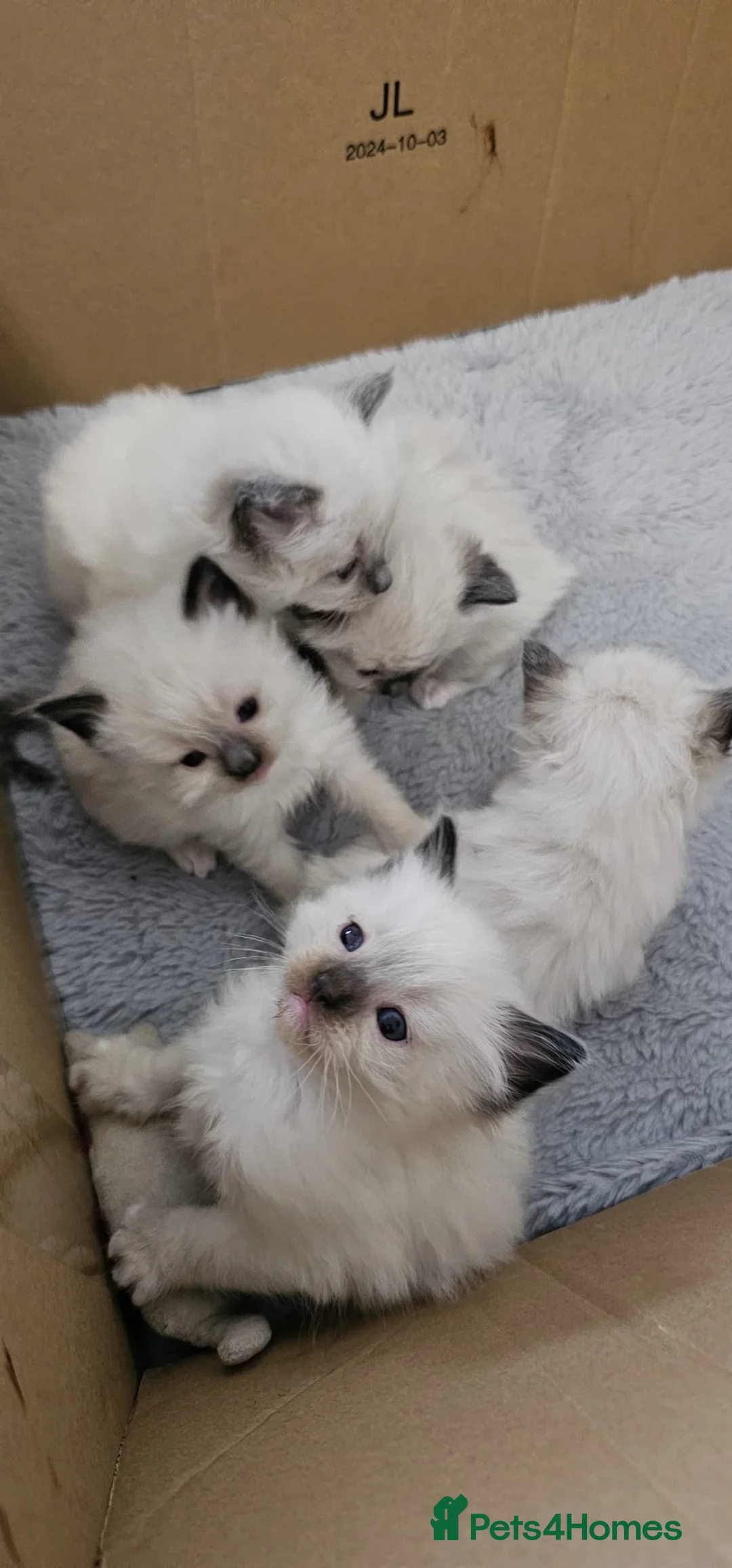 Ragdoll cats for sale: Purebred ragdoll  kittens  - Advert 2