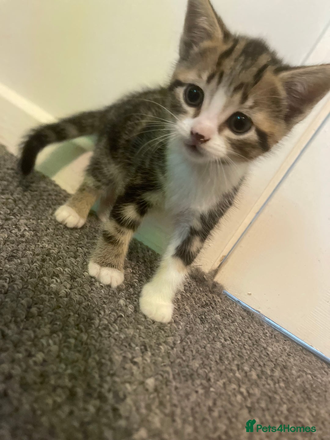 Mixed Breed cats for sale: Two female kittens for sale  - Advert 2